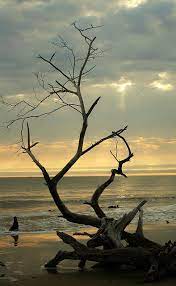 Driftwood Beach Driftwood Beach Scenery Places To Visit