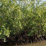 Image result for Rhizophora racemosa