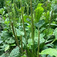 Image result for Plantago