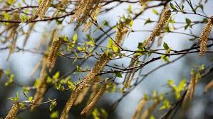 Une concentration moyenne de 31 grains de pollen de bouleau par mètre cube d'air a été enregistrée à bruxelles samedi dernier. Alerte Au Pollen De Bouleau Dans Les Yvelines Evasion