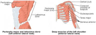 The chest muscles are responsible for moving the arms across the body and up and down, as well as other movements like flexion, adduction, and rotation. Muscles Of The Pectoral Girdle And Upper Limbs Anatomy And Physiology I