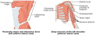 The muscles of the thorax include both the diaphragm as well as the muscles of the thoracic cage. Muscles Of The Pectoral Girdle And Upper Limbs Anatomy And Physiology I