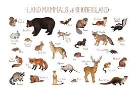 Rhode Island Land Mammals Field Guide Art Print Mammals Fox Squirrel Labrador Facts