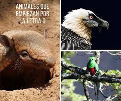 Los 10 Animales Que Empiezan Con Q Mas Destacados