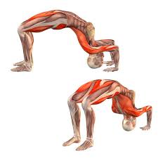 Browser Not Supported Yoga Muscles Yoga Anatomy Yoga Poses