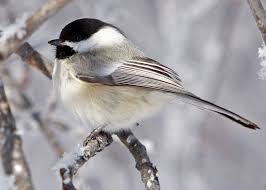 Discover the most familiar birds that sing at night and where you can hear their unusual songs and calls after dark. Bird Sounds And Songs Of The Black Capped Chickadee The Old Farmer S Almanac