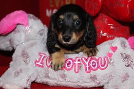 Our dogs are well socialized, they have great personalities, conformation, and temperaments. Home Info On Dachshunds