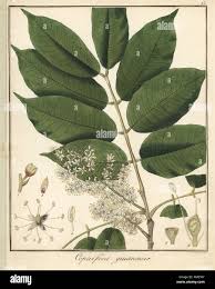 Image result for Copaifera