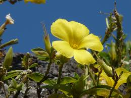 Image result for Reinwardtia indica