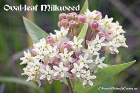 Asclepias californica is a species in the apocynaceae (dogbane) family known by the common name california milkweed. Find Milkweed Plants And Milkweed Seeds For Monarchs 25