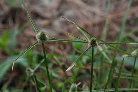 Image result for Kyllinga pumila