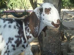 Table of content of goat farming 2. Goat Farming Business Plan For Beginners Complete Guide