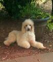 Small Dog Rescue and Adoption- Adopt a Small Dog Near You