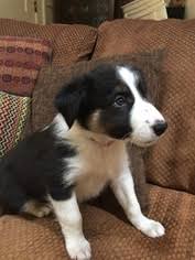 Other colors include sable & white, yellow & white, blue merle, sable, red merle and. View Ad Border Collie Puppy For Sale Near Georgia Buford Usa Adn 94439