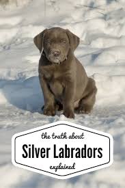 Find puppies in your area and helpful tips and info. Silver Lab The Facts About Silver Labrador Retrievers