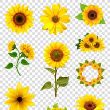 The site owner hides the web page description. å'æ—¥è'µç´ æpngå¤ªé˜³èŠ±æ¨¡æ¿å¤ªé˜³èŠ±sunflower Material Png Sun Flower Template Sun Flower Flower Template Flowers Templates