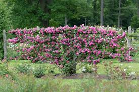Blooms well before most other roses, in april/may, bearing hanging sprays of small, double, primrose yellow flowers. 21 Best Thornless Roses You Can Grow List Of Thornless Roses