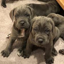 Only guaranteed quality, healthy puppies. Cane Corsos For Sale Adopt Cane Corso Puppies For Sale Vip Puppies Cane Corso Puppies Dog Breeder Dog Breeders Near Me