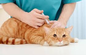 Namun, sebagai pemilik kucing, kita tidak boleh hanya menyediakan makanan dan mengajak satu sama lain bermain. Harga Vaksin Kucing Dan Jenis Jenisnya Ternyata Enggak Mahal Kok