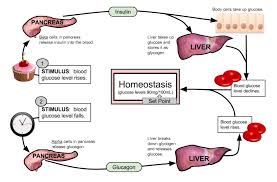 Feedback Loops Glucose And Glucagon Biology Libretexts
