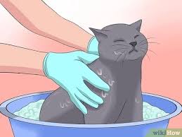 What's the treatment for a cat with. How To Treat Coccidiosis In Cats 13 Steps With Pictures