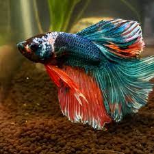 This guide will help you to get the dream house for your betta. Betta Fish Are Pretty Stunning Sometimes Monsterfishkeepers Com