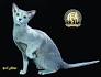 Russian Blue Cat Breed Profile | Petfinder