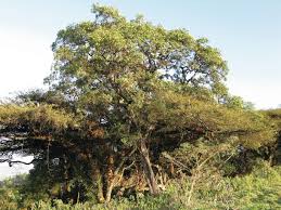 Image result for Nuxia congesta