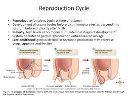 Chapter 31 Male Reproductive System Ppt Download
