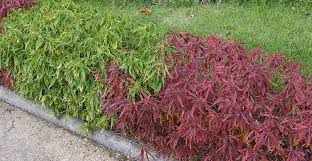 Image result for Acalypha