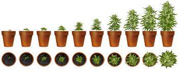 The skill of replicating known genetics and the skill of creating new genetics. How To Grow Weed The Organic Way Like The Pros