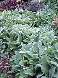 Lamb's ears require a sunny spot that receives at least 6 to 8 hours of direct sun a day. Pin On H M S Bank Street Garden