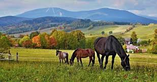 See more ideas about visit prague, czech republic, natural wonders. Czech Republic Nature And Wildlife Goway Travel