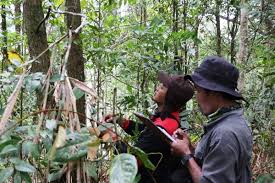 Analisis vegetasi tumbuhan bawah di cagar alam gunung abang kabupaten pasuruan. Analisa Vegetasi Gunung Sekincau Upaya Penyelamatan Vegetasi Tnbbs Yang Hilang Bbtnbbs