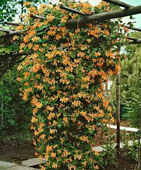 Caprifoglio Goldflame Novita Trepadeiras Floridas Plantas Jardim Jardinagem E Paisagismo