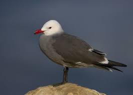 The Heermann S Gull Larus Heermanni Is A Gull Resident In The United States Mexico And Extreme Southwestern British Bird Sightings Sea Birds Beautiful Birds
