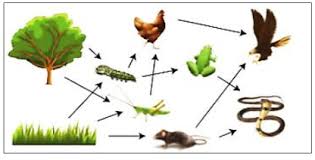 Peristiwa angin darat dan angin laut merupakan contoh bentuk perpindahan kalor secara. 35 Soal Pat Ipa Smp Kelas 7 Dan Jawaban Th 2021 Soalbagus Com