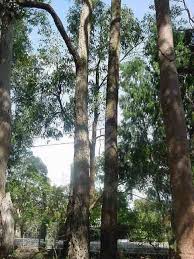 Image result for Eucalyptus paniculata