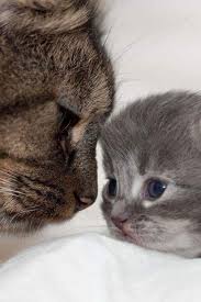 Pin Von Natthanicha Suwantree Suwantre Auf Poezen Baby Katzen Katzen Susse Tiere
