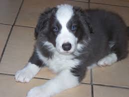 Why buy a collie puppy for sale if you can adopt and save a life? Free Border Collie Puppies Near Me Online Shopping