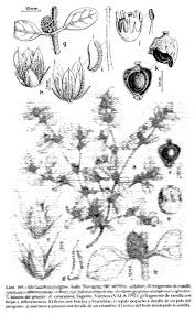 Image result for Alternanthera caracasana