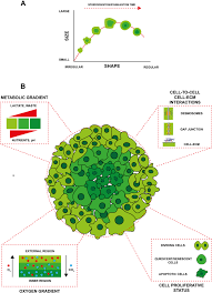 Creating a 3d animal cell project is a great way to model and familiarize yourself with all the various organelles that make up an animal cell. Modeling Neoplastic Disease With Spheroids And Organoids Journal Of Hematology Oncology Full Text