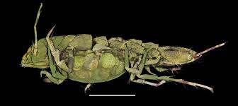 Image result for Macrotyloma ellipticum