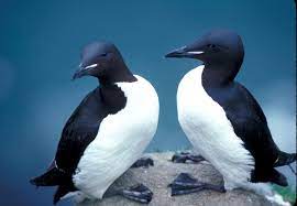 Facts about species like the emperor penguin, king penguin nevertheless, penguins are the only family of water birds that cannot fly; Alcidae Auks Murres Puffins Wildlife Journal Junior