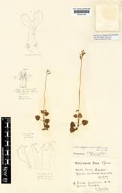 Image result for Hetaeria heterosepala