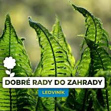 Image result for ledviník