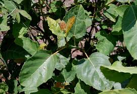 Image result for Ficus sur
