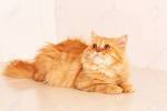 Persian Kittens For Sale by Reputable Breeders | Pets4You