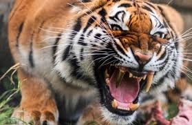 San martín de tucumán 0 vs tigre 1. Reemplazan El Colmillo De Una Tigre De Bengala Por Uno De Oro