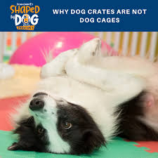Crate games also teach dogs impulse control so that they stay on task even when there are lots of distractions going on around them. Why Dog Crates Are Not Dog Cages Shaped By Dog With Susan Garrett Lyssna Har Poddtoppen Se